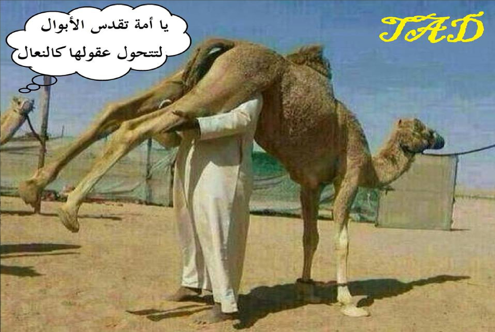 منظمة الصحة العالمية تحذر العرب من شرب لبن وبول البعير لاحتمال الإصابة بفيروس كورونا